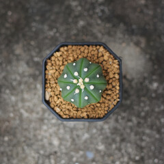 Obraz na płótnie Canvas Soft focus Top view Astrophythum asterias nudum in a pot on brown floor