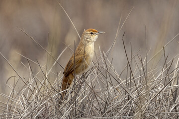 Spinifexbird in Northern Territory Australia