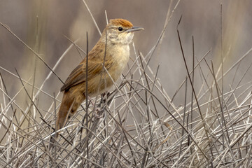 Spinifexbird in Northern Territory Australia