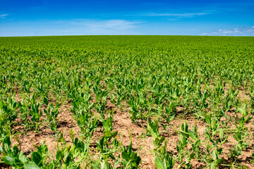 Young pea plant growing on the field.
