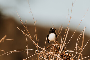 Willie Wag-tail sitting on a branch
