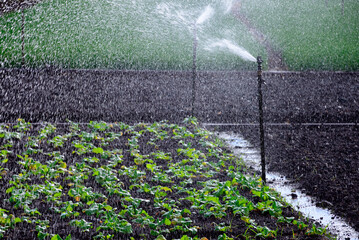 vegetables seedlings watering, agriculture farm in Terre Rouge, Pamplemousses district, Mauritius,...