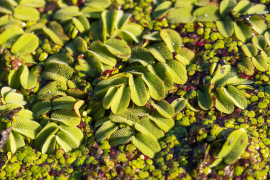 Salvinia natans, commonly known as floating fern
