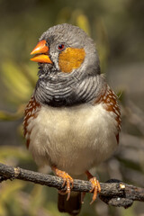 Zebra Finch in Northern Territory Australia