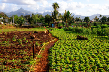 agriculture  farm, Terre Rouge, Pamplemousses district, Mauritius, Africa,