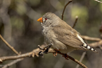 Zebra Finch in Northern Territory Australia