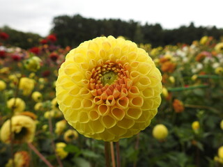 yellow dahlias in the garden