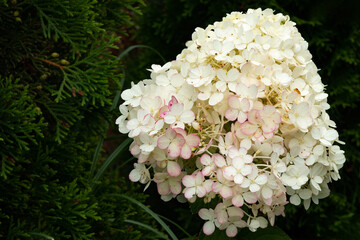 Bouquet hydrangea growing in the garden