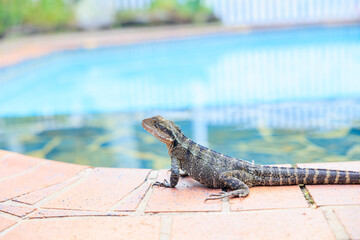 オーストラリアに棲息するヒガシアゴヒゲトカゲ