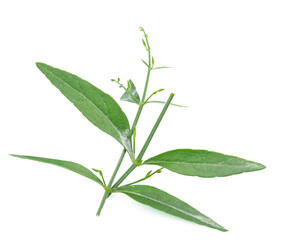 Andrographis paniculata isolated on white background