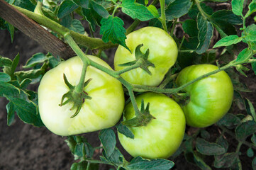 green tomatoes on the bushes. the concept of growing tomatoes. unripe vegetables in the garden.