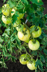 green tomatoes on the bushes. the concept of growing tomatoes. unripe vegetables in the garden.