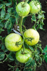 green tomatoes on the bushes. the concept of growing tomatoes. unripe vegetables in the garden.