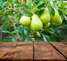 Empty wooden table with free space over pears trees. For product display mounting. wooden surface on the background of the garden. fresh pears on a branch