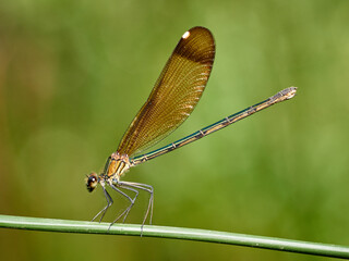 Copper demoiselle in a natural environment. Calopteryx haemorrhoidalis.   
