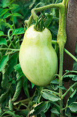 green tomatoes on the bushes. the concept of growing tomatoes. unripe vegetables in the garden.