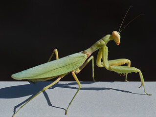 Gottesanbeterin, Mantis religiosa