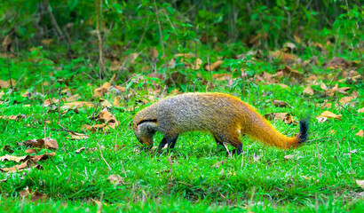 Small predator, mammal, Stripe-necked Mongoose, Urva vitticolla prowling with copy space