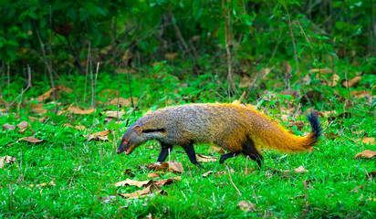 Small predator, mammal, Stripe-necked Mongoose, Urva vitticolla prowling with copy space