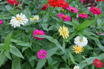 Fototapeta premium red and yellow flowers