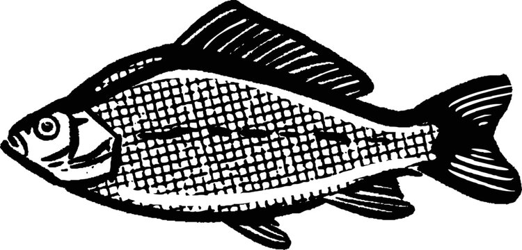 vector illustration  Carp fish isolated on white background