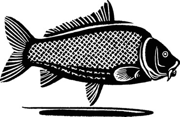 vector illustration  Carp fish isolated on white background