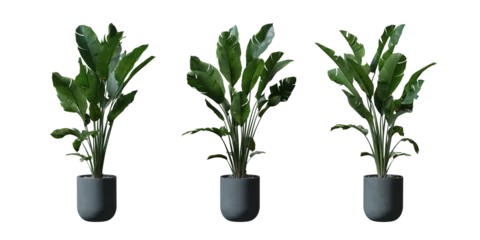 Tuinposter Wild Banana tree in a plant pot isolated on transparent background, minimal and scandinavian style,Realistic 3D render © background photo
