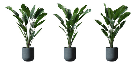 Wild Banana tree in a plant pot isolated on transparent background, minimal and scandinavian style,Realistic 3D render