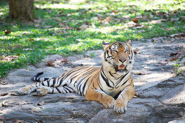 tiger in the open zoo