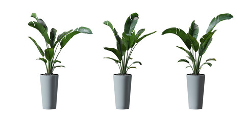 Wild Banana tree in a plant pot isolated on transparent background, minimal and scandinavian style,Realistic 3D render