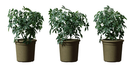 Schefflera Dwarf Umbrella tree in a plant pot isolated on transparent background, minimal and scandinavian style, Realistic 3D render