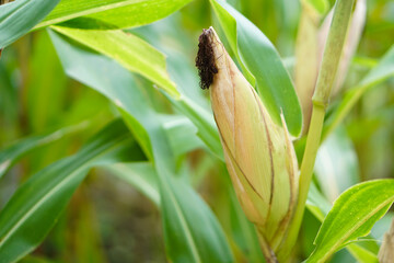 Organic maize in garden, waiting for harvest. Concept : Economic agricultural crop in Thailand. Corn is used in the animal feed and food industry. Agriculture season.       