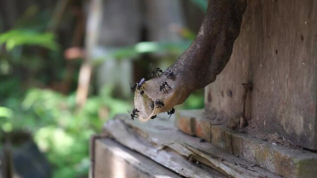 Stingless bees or trigona meliponini hive industry. A colony of stingless bees on beehive.