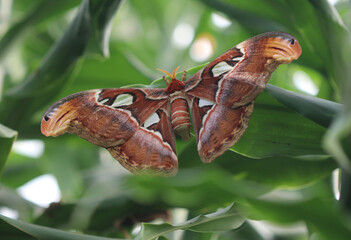 Atlas-Seidenspinner - Atlas moth