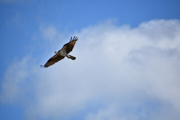 Fish Hawk Flying in a Cloudy Sky