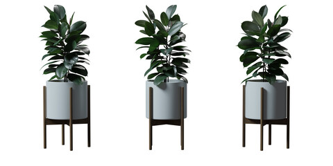 Rubber Plant tree in a plant pot isolated on transparent background, minimal and scandinavian style, Realistic 3D render