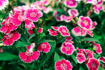 Dianthus barbatus or known as Sweet William is a species of Dianthus native to southern Europe. Sweet William symbolizes courage.