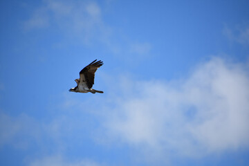 Soaring Osprey Bird Flying in Cloudy Skies