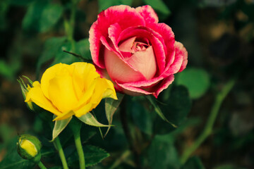 Red and yellow roses in bloom.