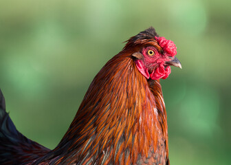 Close up portrait of a red rooster isolated on blurred background