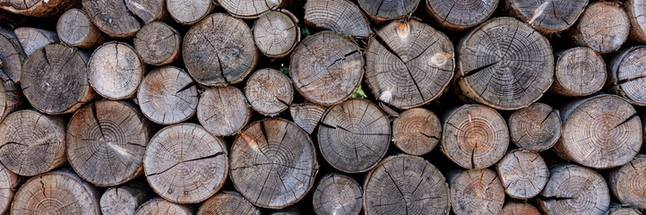 Tree stumps background. Pieces of wood stump background. Round wood stump. Panorama
