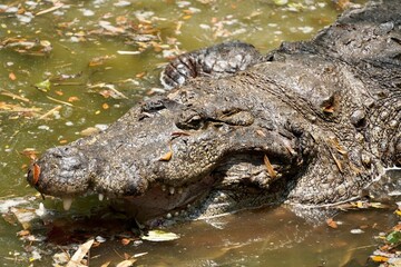 Crocodile in water. Saltwater crocodile head above the shallow water in the pond. Endangered dangerous species of reptile. Alligator relaxing in the calm water at the forest.