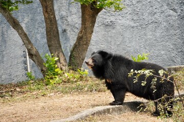 black bear in the zoo