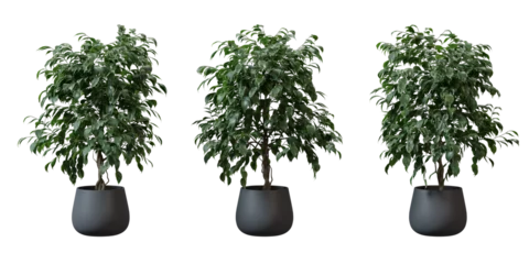 Tuinposter Benjamin Fig tree in a plant pot isolated on transparent background, minimal and scandinavian style,Realistic 3D render © background photo