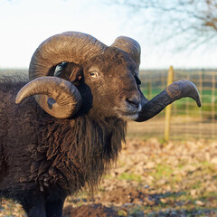 Portrait of male black brown ouessant sheep with large horns