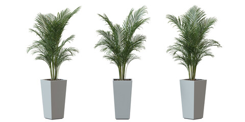 Areca Palm tree in a plant pot isolated on transparent background, minimal and scandinavian style,Realistic 3D render