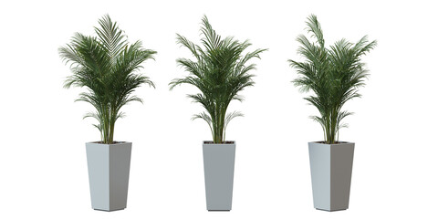 Areca Palm tree in a plant pot isolated on transparent background, minimal and scandinavian style,Realistic 3D render