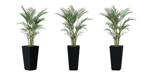 Obraz premium Areca Palm tree in a plant pot isolated on transparent background, minimal and scandinavian style,Realistic 3D render