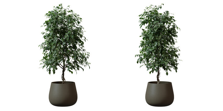 Benjamin Fig tree in a plant pot isolated on transparent background, minimal and scandinavian style,Realistic 3D render
