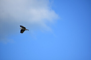 Stunning Osprey with Wings Folded in Flight